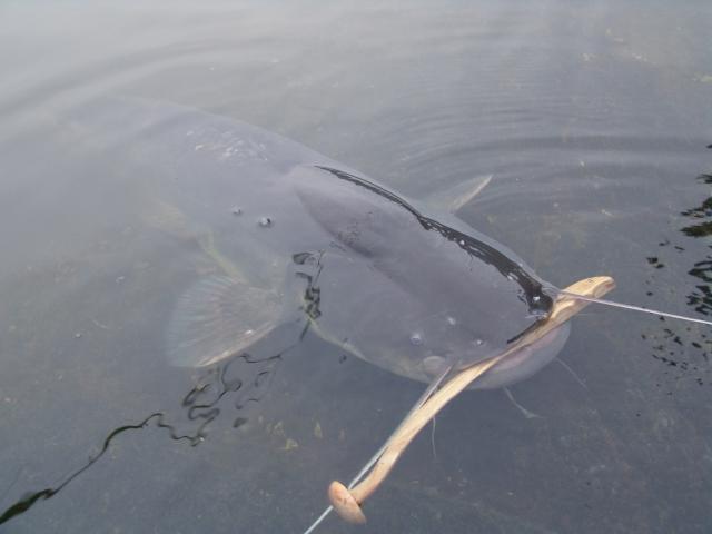 Black Cat - img17123249931492.jpeg